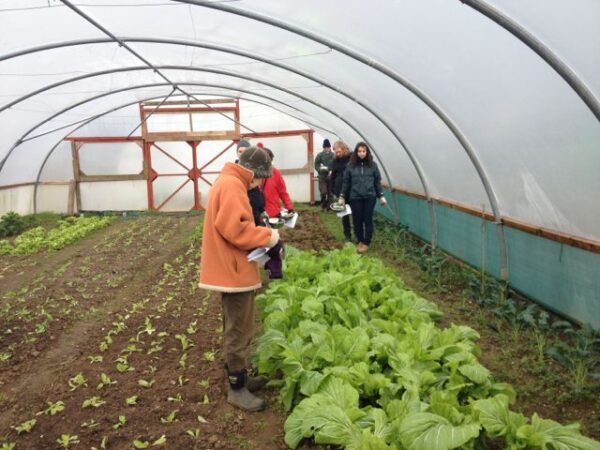 lettuce-in-the-polytunnel