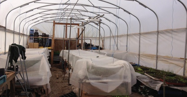 polytunnel_sm