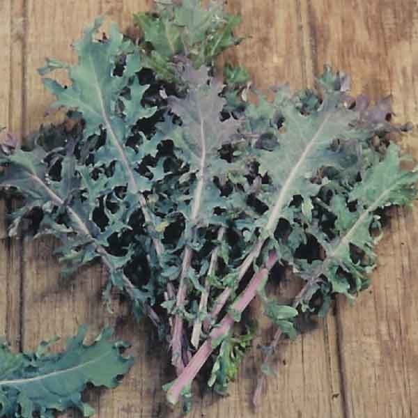 red-russian-kale