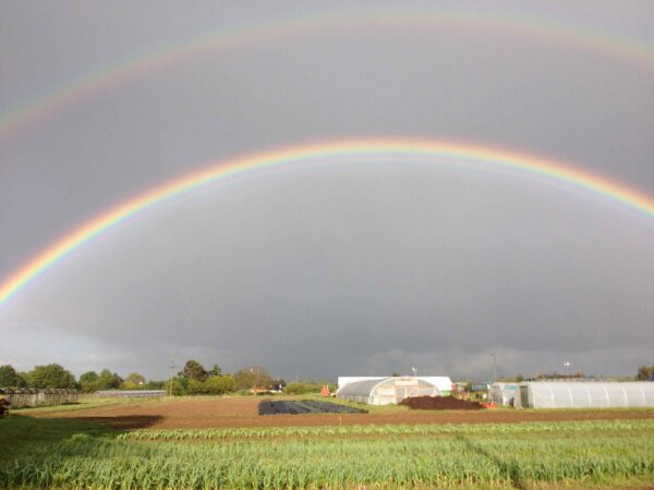 Rainbow over the garlic