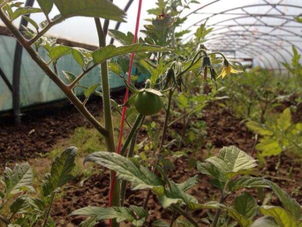 first-tomatoes