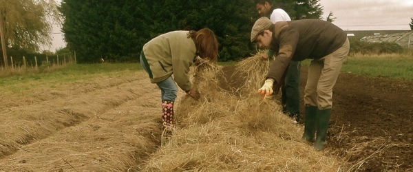 mulching garlic