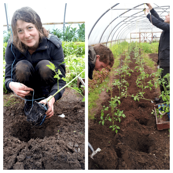 tomato planting