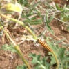 cinnabar-caterpillar