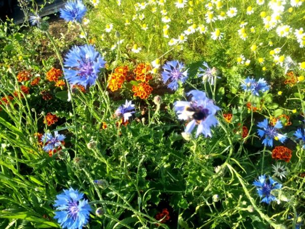 sutton community farm flowers