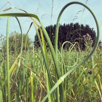 garlic-shoots