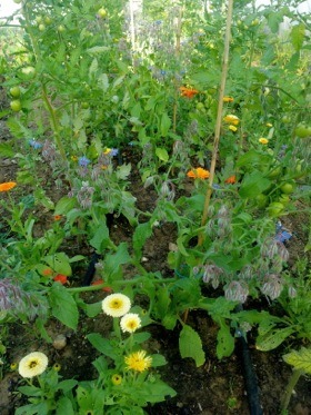 tomatoes-interplanted