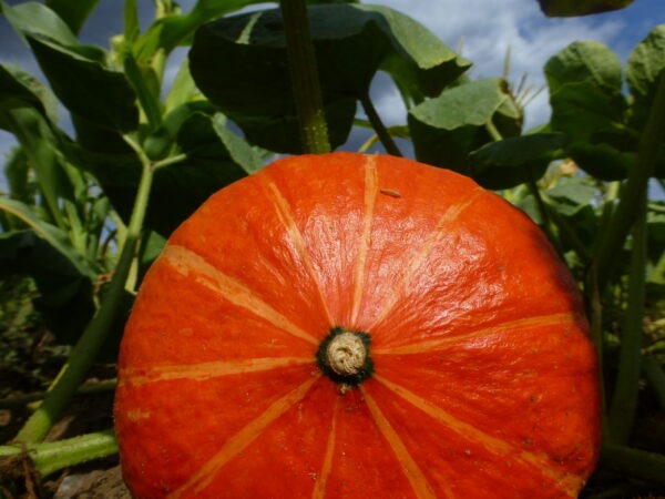 Squash growing