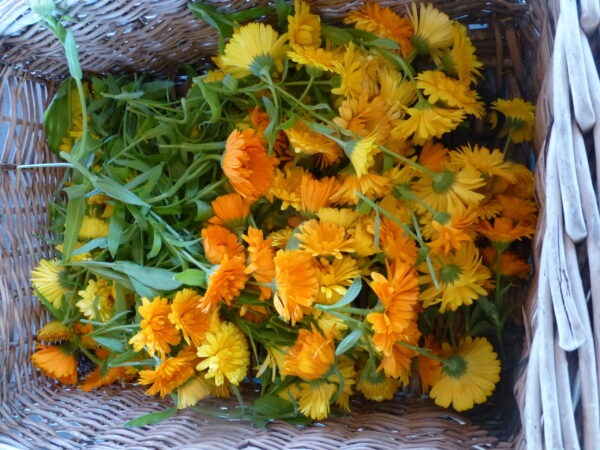 Basket of calendula