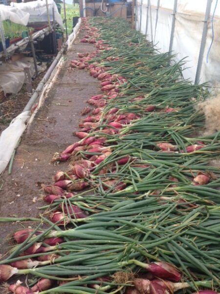 shallots drying