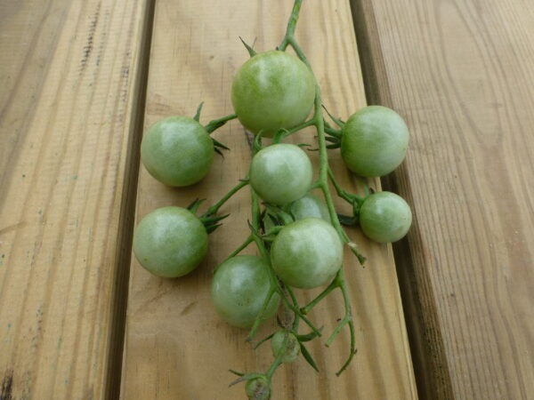 green tomatoes