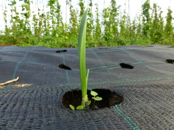 garlic plant