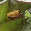 parasitic-caterpillar