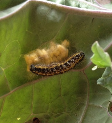 parasitic-caterpillar