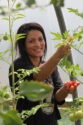 harvest-tomatoes