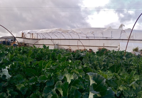 storm-damage-polytunnel