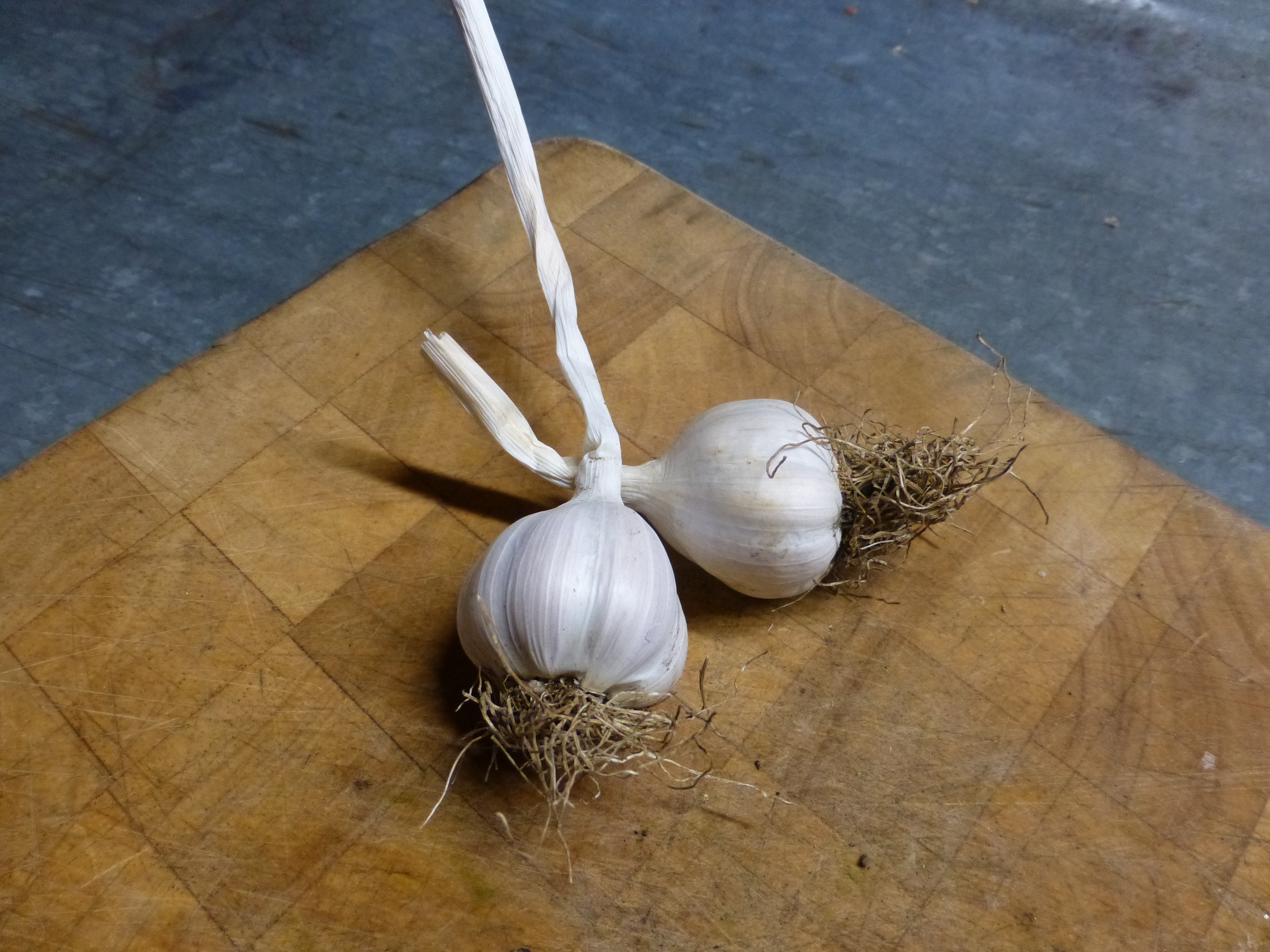 Totally local garlic with French heritage Sutton Community Farm