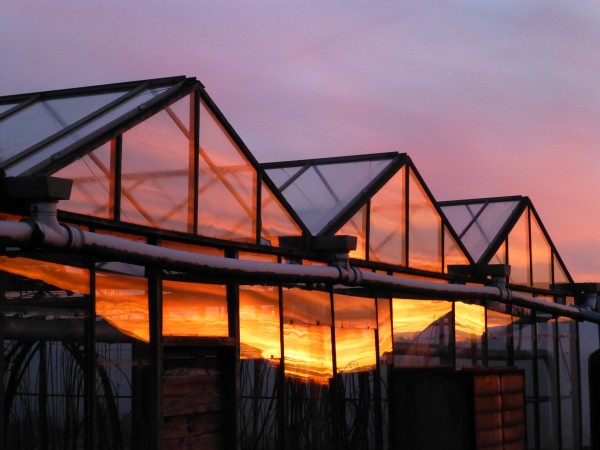 Ice and fire: we've had blazing sunsets and the first severe frost this week