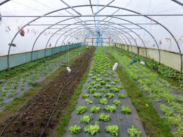 salads in polytunnel