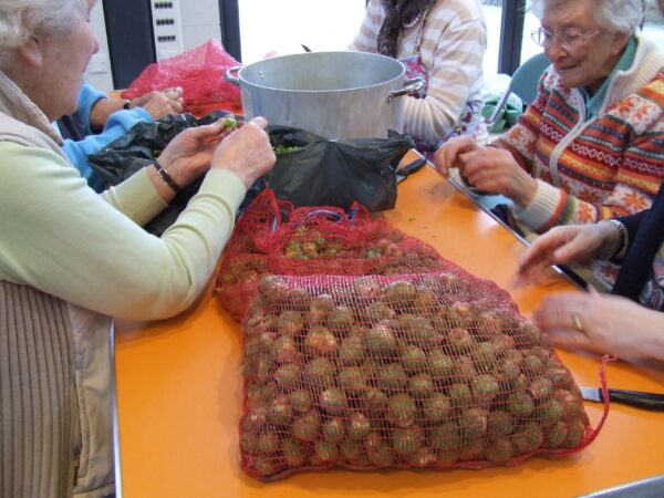 sorting sprouts