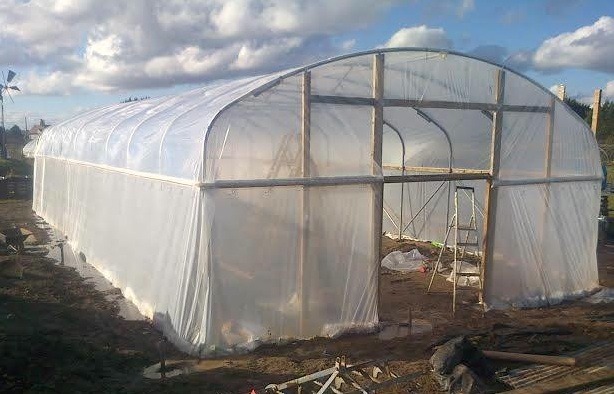 polytunnel-sutton-farm