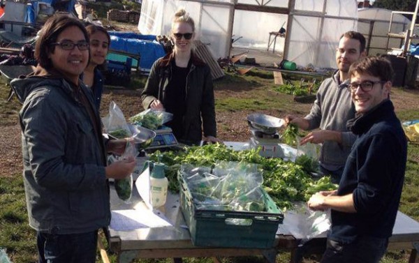 packing-salad