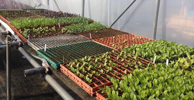 inside-the-polytunnel