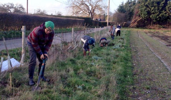 treeplanting