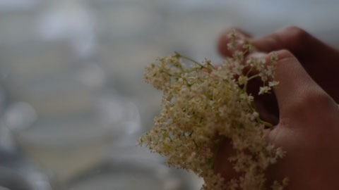 elderflower-champagne