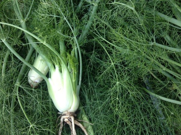 fennel-fronds