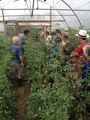 field-to-fork-tomatoes