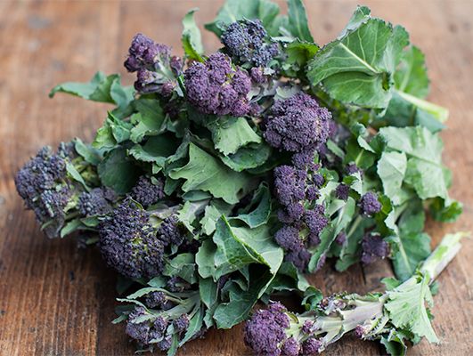 Broccoli_PurpleSprouting