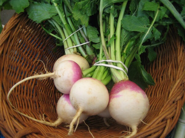 turnips