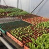 inside-the-polytunnel